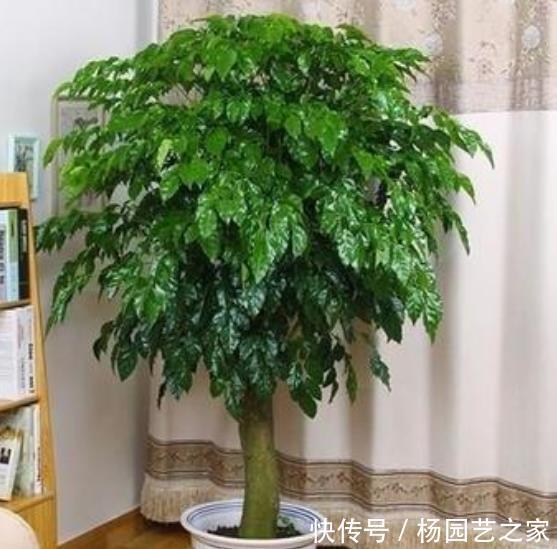  [幸福树]客厅最适合养3种花，叶片茂盛，上档次，好运不断！
