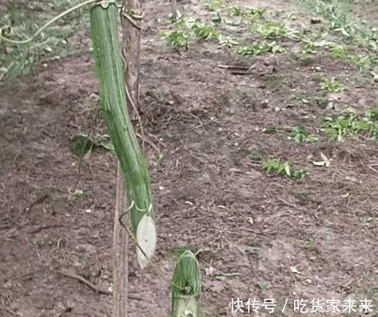  一夜之间|太毒了 一夜之间7亩果田惨遭灭顶之灾, 广西果农欲哭无