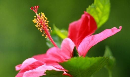  『漂亮』家养这4种花，全年都是“小花园”，开花一茬一茬，芳香又漂亮