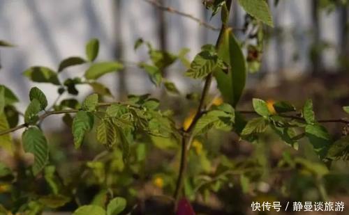  「堪称」中国最珍贵的树，全世界只此一株价值连城，堪称“国宝