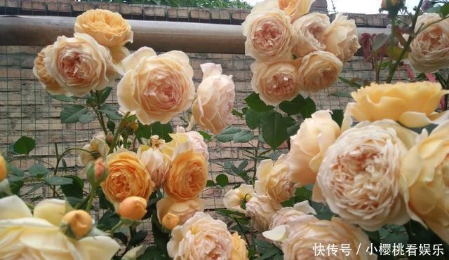  「开成」藤本月季开花前，2件事要做好，否则开成“麻子脸”，掉档次