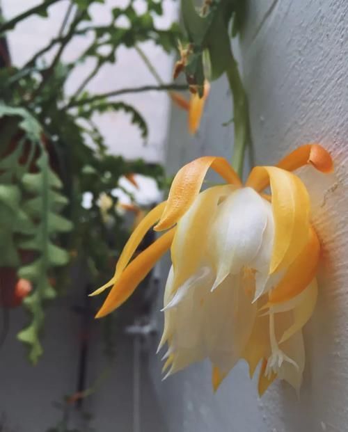  #特大#锯齿昙花好养好开花，有不同的花色，养窗台边花朵开得特大