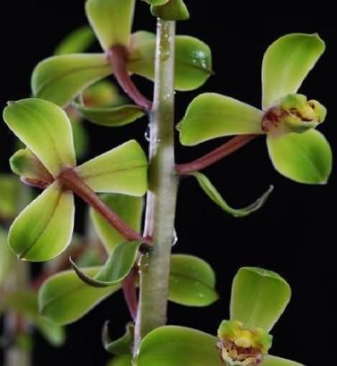  「常见」蕙兰老八种都有谁？除了常见了程梅和大一品，其他六种是什么？