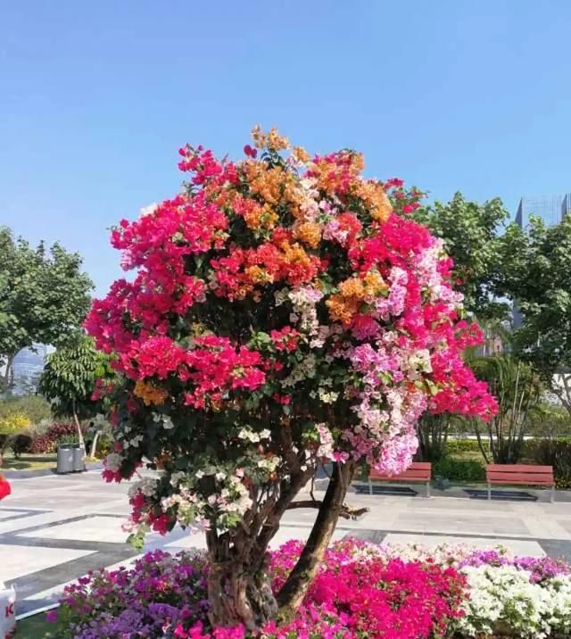  【方法】花友们，养花1盆变100盆，7种繁殖方法，经典又实用