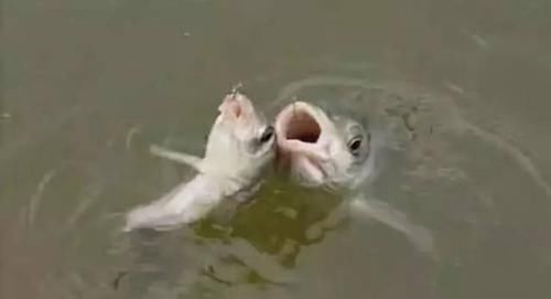  【野河】这种调漂方法，走水都不怕，必有野河大鱼