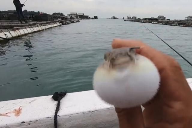  收获：小伙出海钓鱼虽然有一定风险，不过收获总让人满意，钓了一箱鱼！