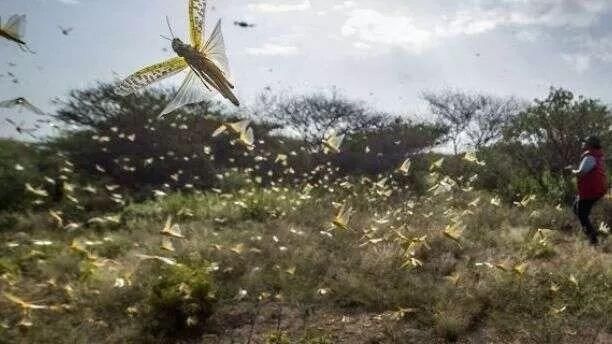  「快速」4000亿只东非蝗虫正快速逼近我国！会有威胁吗？