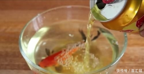  [鱼缸]老外奇葩测试：把碳酸饮料倒入鱼缸，只想让鱼儿品尝一下味道！