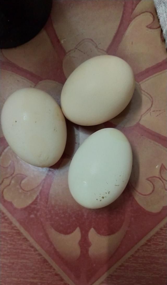  鸡蛋■黄金蛋炒饭这样做，比加肉还香，炒一锅根本不够吃