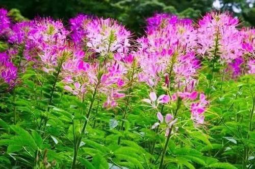  植物有哪些@养花多年的经验总结，爱花需要正确的养护知识