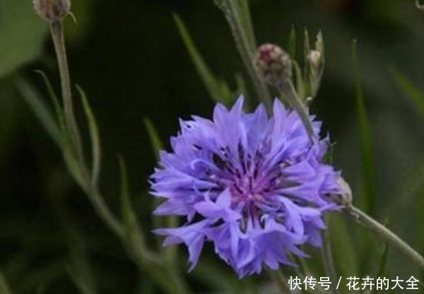  [小孩]养什么花好？阳台养这4种花，花开繁盛惹人爱，大人小孩都能养好