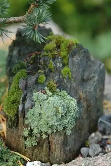  「从未见过」没有盆的盆栽，从未见过，太好看了！