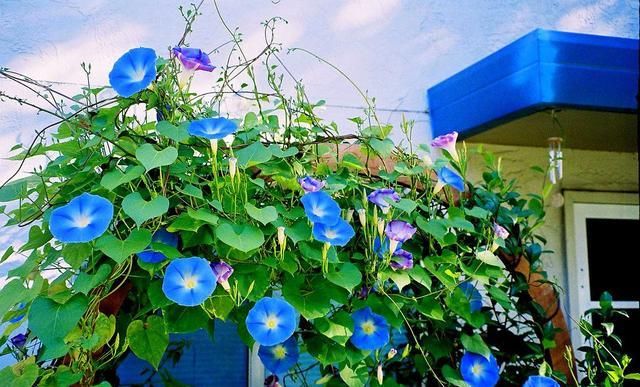  『家里』5种花别种，种完家里就变花海，美极了！