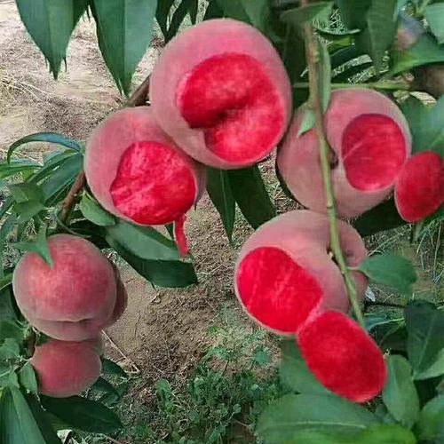 如果阳台有空地，建议种上这果苗，浇浇水就能养活，果子随手摘