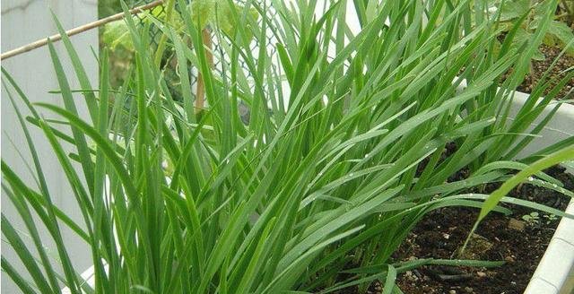  『阳台』韭菜在阳台上如何种植？种植过程需要注意哪些问题，种植要了解
