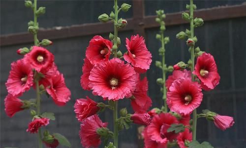  [花色]此花花色艳丽，开花成序状，观赏性很好