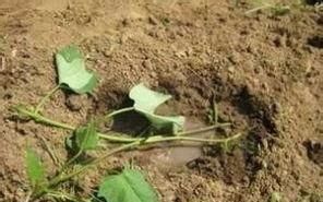  「红薯」农民种红薯，栽插有诀窍，这3种栽插方式哪种好？看完你