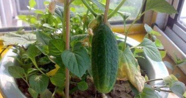  『营养』阳台盆栽种菜好看实用，首选4种果蔬，生吃健康营养又美味