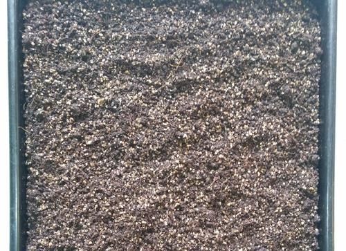  扦插繁殖■金鱼吊兰什么时候扦插易冒小白根存活？养花达人说一年四季都可以