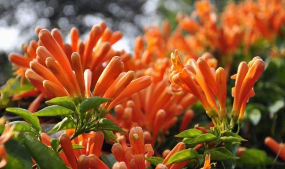  『开花数量』“这种花”花朵金灿灿，花期“大半年”，打造家中花园“必备”