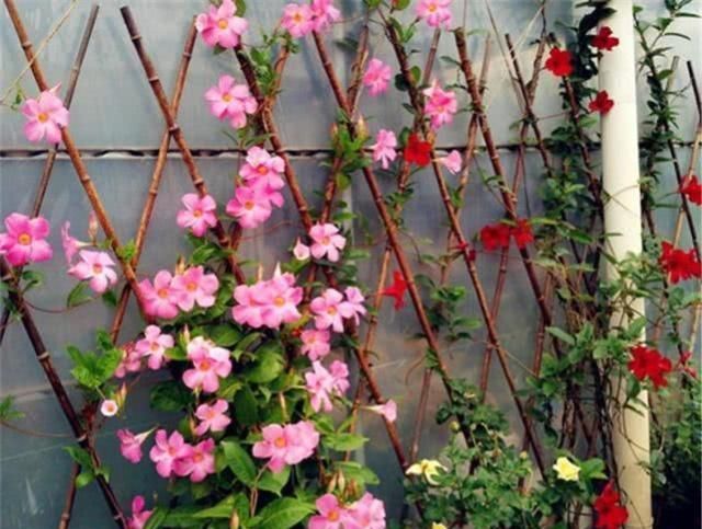  「花开满」最容易养成瀑布的3种花卉，轻松一打理，花开满墙长成花瀑布