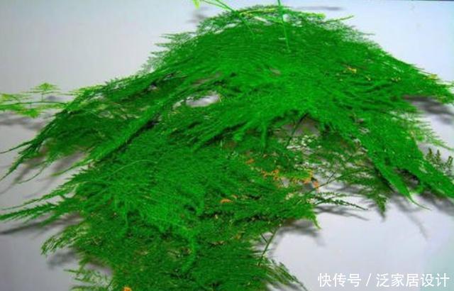 「细节」文竹养护“小窍门”,几个细节做到位,叶子不黄不干,油绿爆盆