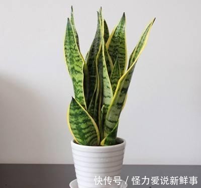  浇水|虎皮兰浇水过多怎么办，养护虎皮兰要注意什么？