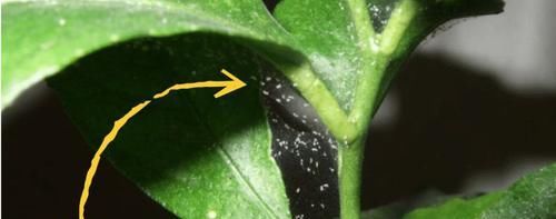  空气湿度■家里的花叶片上长满了红斑点，有很多小蜘蛛网是咋回事？