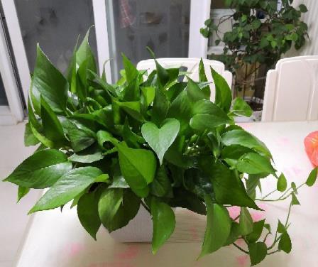  [常见]花市常见的7种花，买回家总是养不活，就是因为不会浇水！