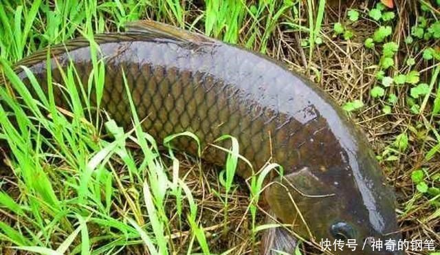  『谈谈』从钓获这条金鳞红尾的野生鲤鱼，谈谈我钓鲤鱼的经验，重点在窝料