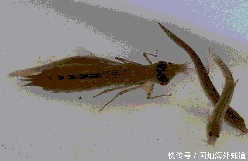 鱼塘边随处可见, 很多人都不认识它, 好多养殖户因它吃亏!