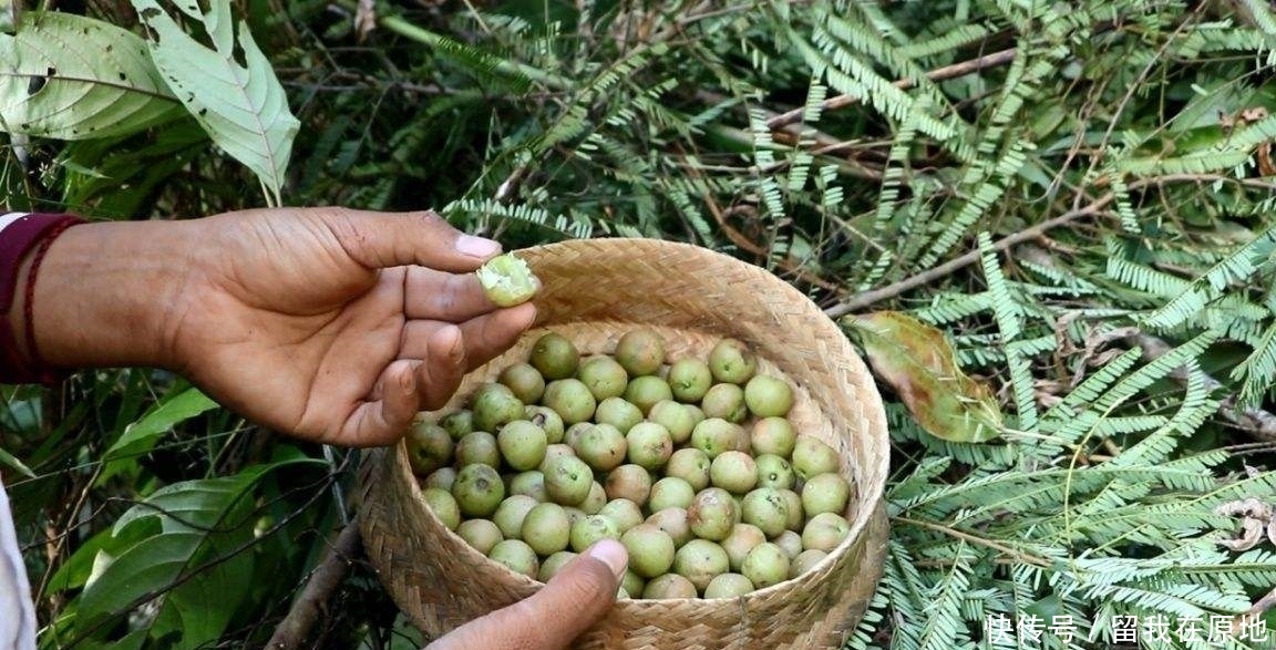  「沙棘果」农村渐渐消失的7大野果，越来越稀罕、难得，有的已经