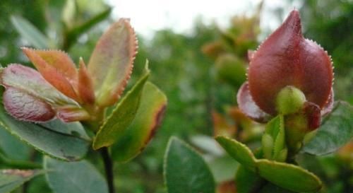  『植物』茶树上一叶子，名为耳朵花，农村小孩最爱生吃，城里人大多没见过