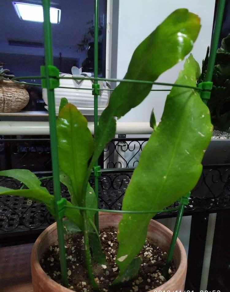  家里：昙花切一截重要部位插土里，今年就能开花，神秘幽香惹人醉！