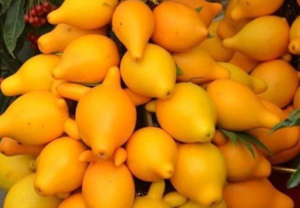 「植物」客厅养这“3种花”,旺财又旺运,尤其是第三种,懂花人都在养!