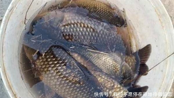 就可以|七星漂钓组的搭配和调漂要点,越是简单的钓组,越是有讲究!