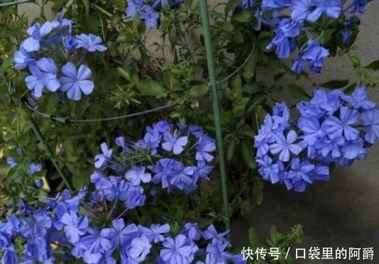 『花儿』看到一种“蓝色的花”,叶子郁郁葱葱,花儿清淡清爽,茁壮成长