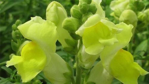  「常用」此花开花形状像金鱼，花朵艳丽，是点缀室内的常用花