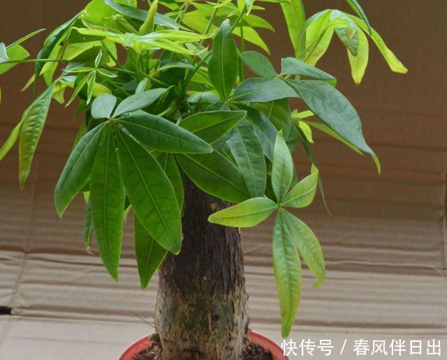 买到|发财树换盆,做好“关键”1步,不烂根,不烂叶,后期养护很简单