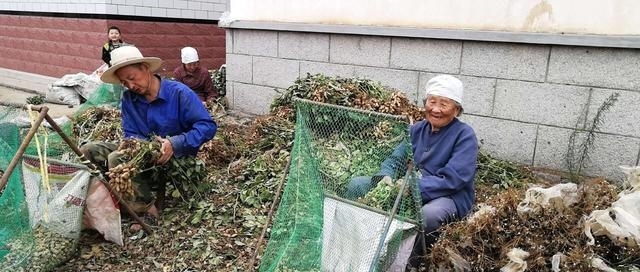  自制@农民自制打花生神器，86岁农村婆婆身手矫健！高手在农村