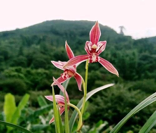  『管不住手』养兰花总是乱浇水？盆面铺上翠云草，好看又能管住手，浇水好轻松