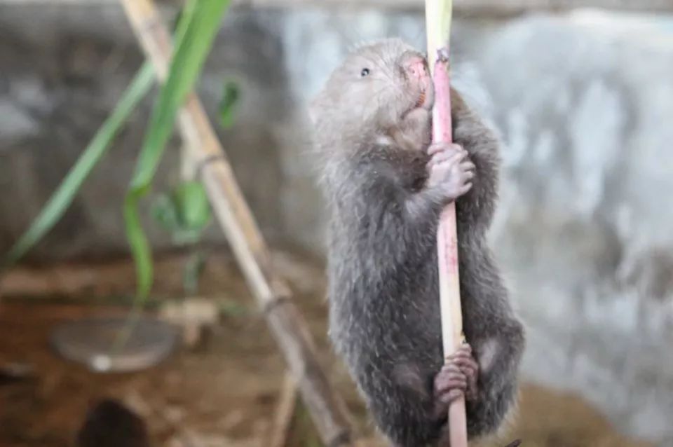  #全身#因爱吃竹子而得名，全身都是宝，胡须价值最高4万元一公斤