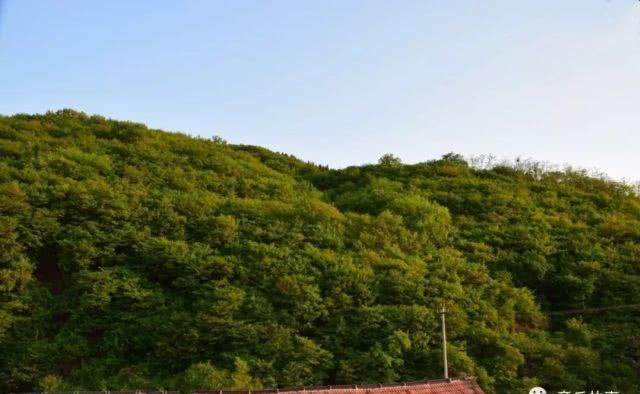 章丘南部山区有一片罕见的珍贵树木