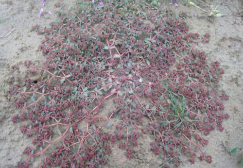  小手绢■农村常见三种野草能治病，最后一种还是野味