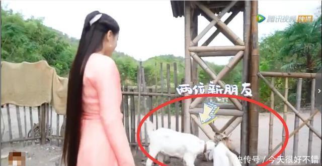 『红薯』《枕上书》花絮:热巴不识红薯被玲玲鄙视,“羊语”十级诱羊成功