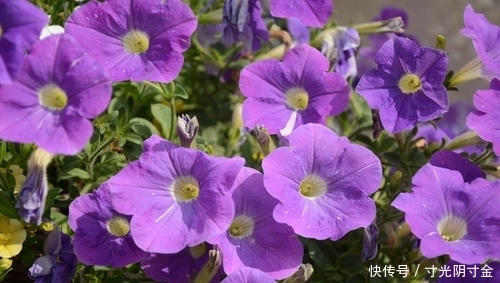  懒人|1种漂亮花，花期长、品种多，养花简单，懒人也能养爆盆