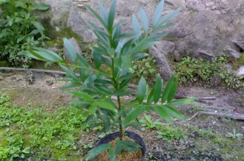  #漂亮#植物界的活化石，净化空气驱蚊效果好，室内不可不养的漂亮绿植