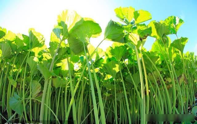  『开花』河边一种野菜，开花像绣球，能窜2米高，掐个叶子炒一盘菜