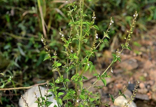 这草在农村里遍地可见，别称是痱子草，如今药用价值不容小觑