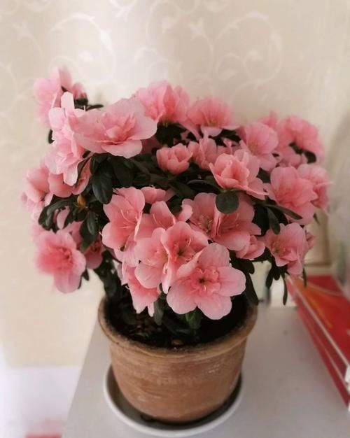  『小花』这几款小花，堪称是开花机器，不黄叶开花勤，阳台变温馨小花园